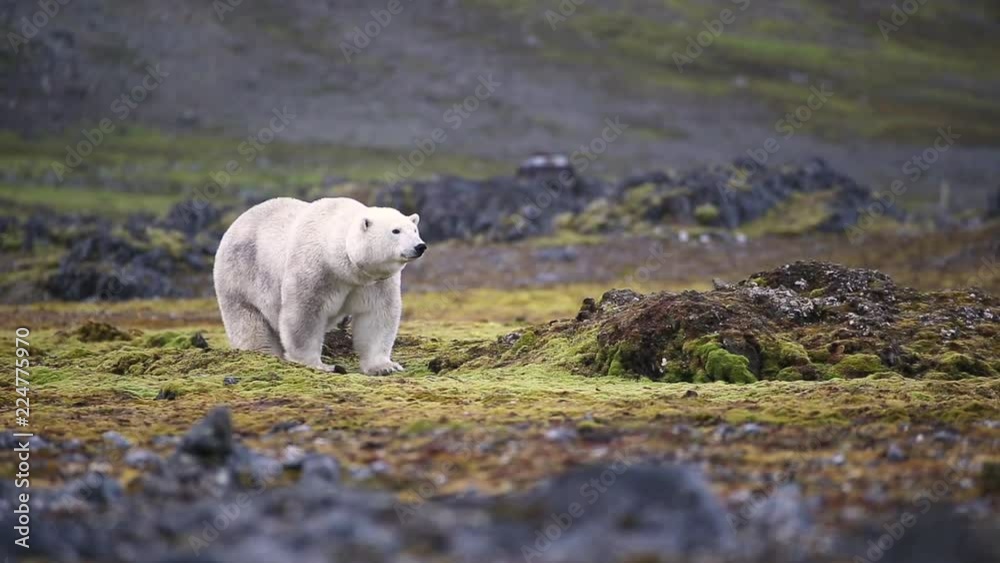 short and close shot on a polar bear. short and close shot on a polar bear.
