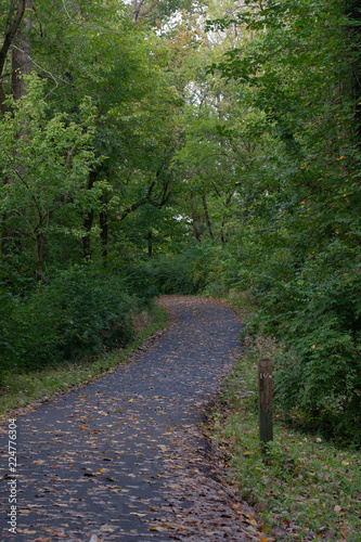 Path in the Woods © debra
