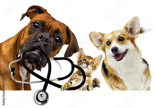 veterinarian dog and cat