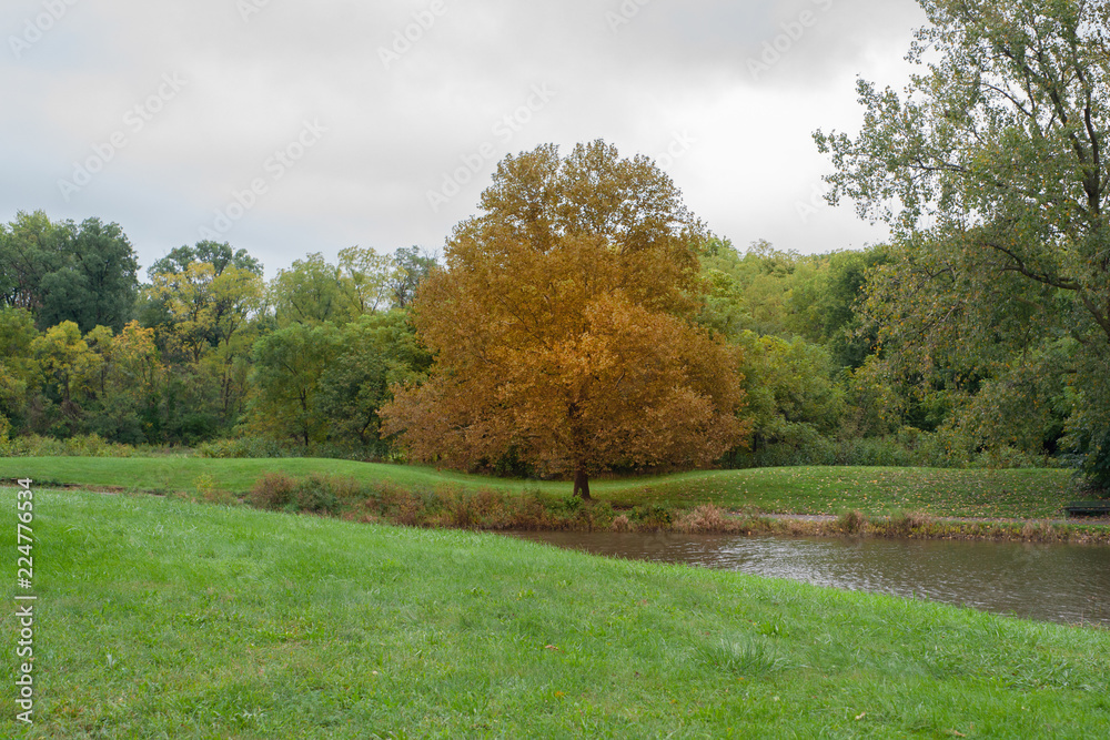 Orange tree