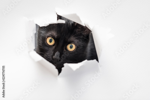 Fototapeta Naklejka Na Ścianę i Meble -  cat looking through ripped hole in white paper. peekaboo. naughty pets and mischievous domestic animals