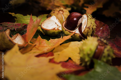 Background of colorful autumn leaves beautifully lying on the floor