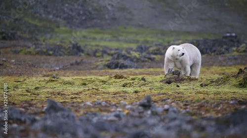 short and close shot on a polar bear.