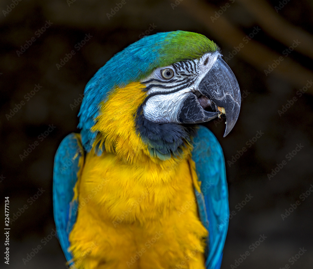 Portrait of sitting yellow breast Ara. (Ara ararauna). Portrait of sitting yellow breast Ara. (Ara ararauna).