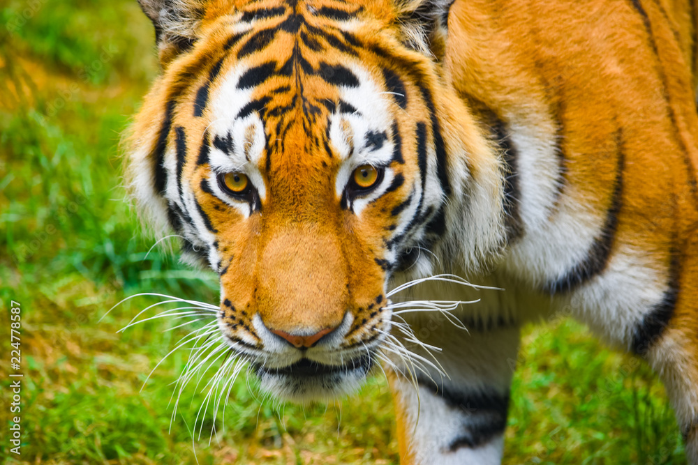 Tiger at the zoo