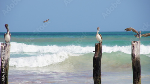 pelicans on shore © Niklas