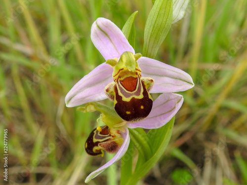 Bee Orchid (Ophrys apifera)