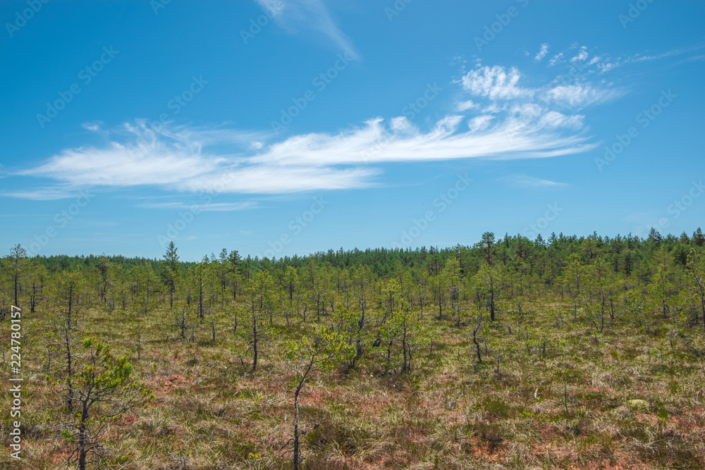 Sunny day. Wooden path in forest. A path in the swamp. The trail introduces the vegetation and terrain characteristic of the raised bog in Estonia. Lahemaa National Park. Panoramic view. Aerial view. Sunny day. Wooden path in forest. A path in the swamp. The trail introduces the vegetation and terrain characteristic of the raised bog in Estonia. Lahemaa National Park. Panoramic view. Aerial view.