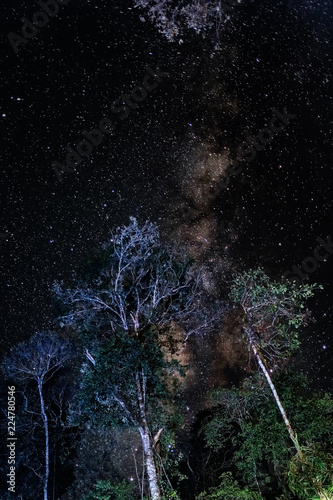 Milky Way in the forest