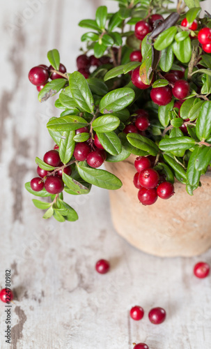 Fresh ripe cranberries on a wooden background