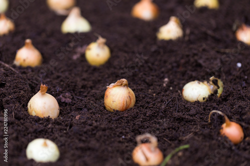 Onion seeds in the autumn garden earth