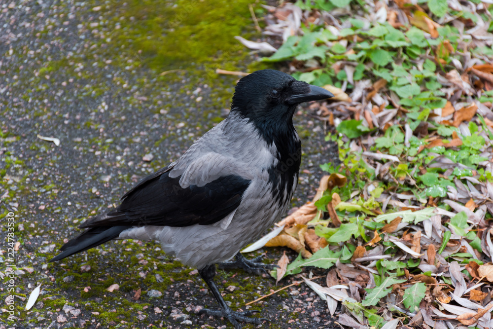 Obraz premium Close Up of Crow. Beautiful big crow