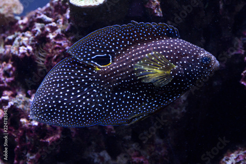 Comet,  marine betta (Calloplesiops altivelis).