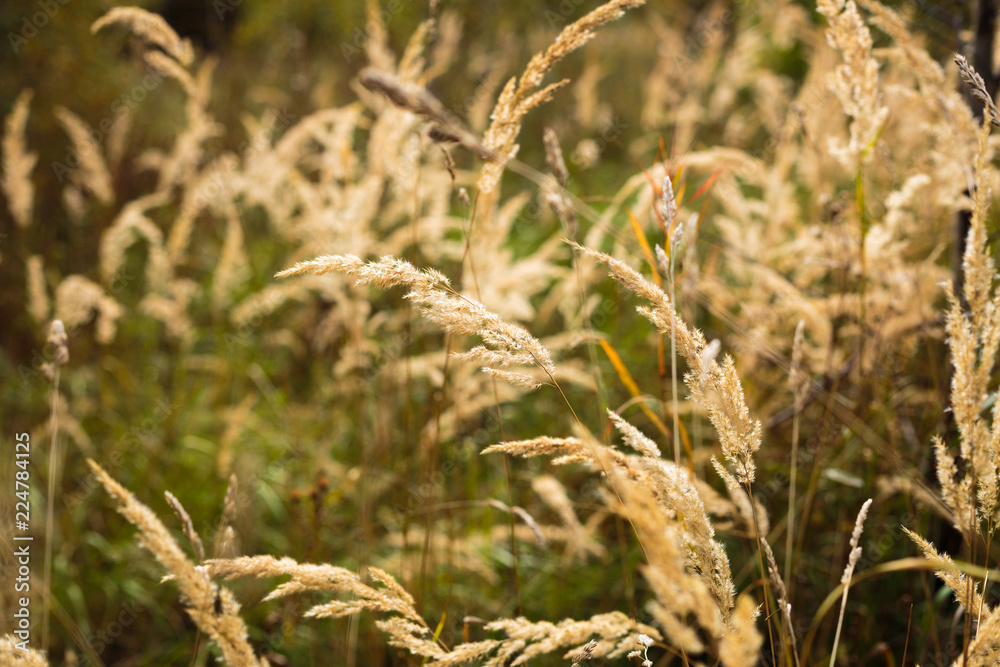 Ears of field wild grass as background. Autumn background. Selective focus Ears of field wild grass as background. Autumn background. Selective focus