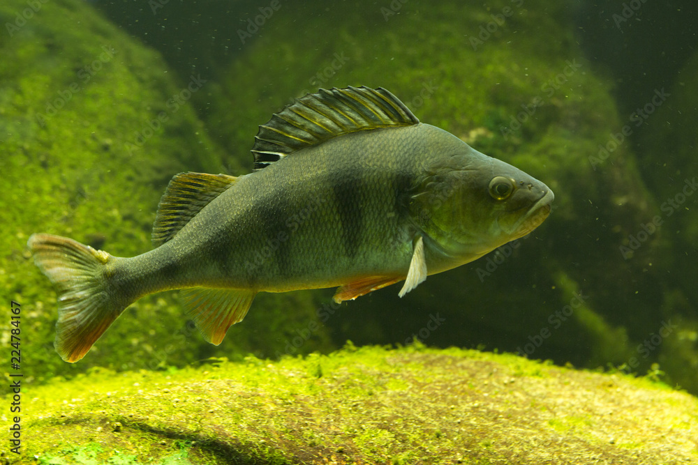 Fototapeta premium Common perch (Perca fluviatilis).