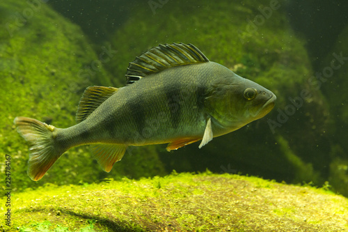 Common perch (Perca fluviatilis).