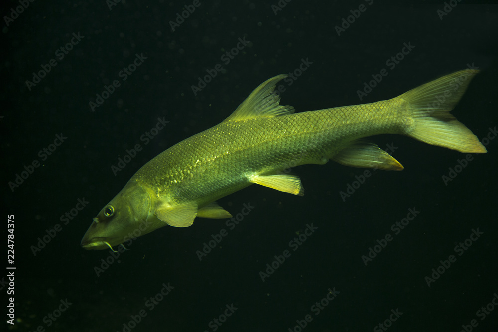 European barbel (Barbus barbus). European barbel (Barbus barbus).