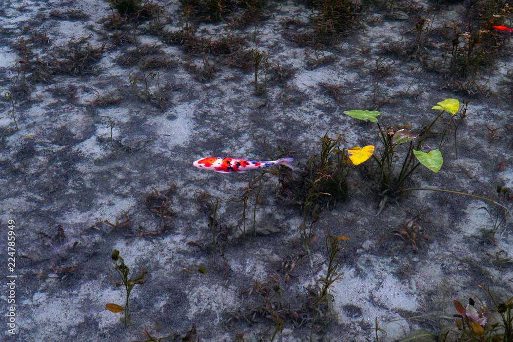 Obraz premium 日本の観光地岐阜名もなき池（通称モネの池）の鯉
