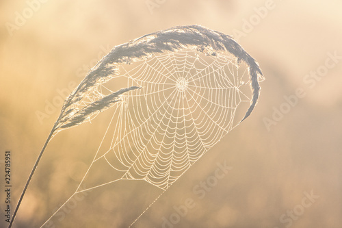 Web with dew drops on a blade of grass on a Fog background