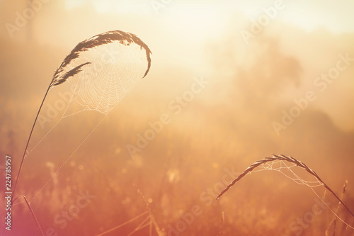 Web with dew drops on a blade of grass on a Fog background photo