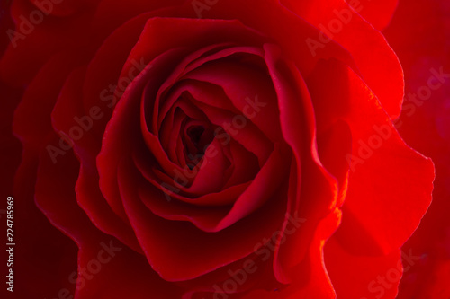 Close up of a red rose 