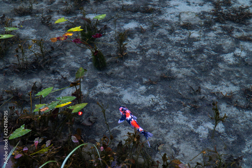 日本の観光地岐阜名もなき池（通称モネの池）の鯉
