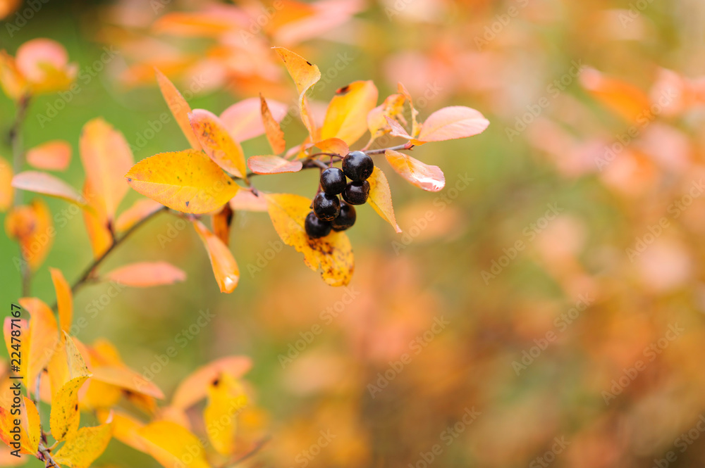 Naklejka premium Chokeberry, Aronia with berries in autumn colors.