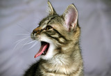 small striped, mongrel kitten looks in profile, a portrait on a grayish background, a wide open mouth and a long tongue, a capillary papilla is visible on tongue - horny sharp protrusions on surface