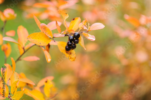Chokeberry, Aronia with berries in autumn colors. © ekim