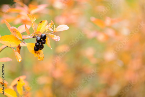 Chokeberry, Aronia with berries in autumn colors. © ekim