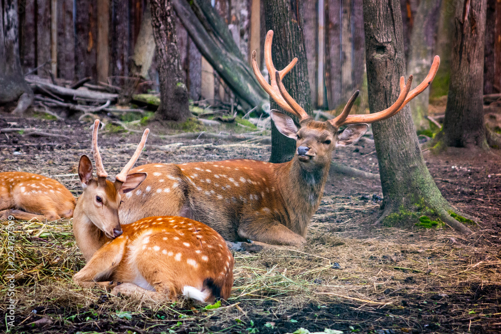 fallow deers in the forest fallow deers in the forest