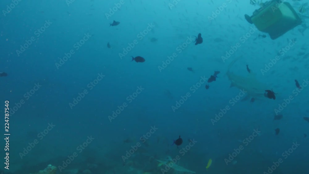Deep ocean, wildlife scenery, shark feeding underwater, a lot of sharks swimming around, closeup shot, predator passing by, blue sea water on background, extreme diving at Fiji Deep ocean, wildlife scenery, shark feeding underwater, a lot of sharks swimming around, closeup shot, predator passing by, blue sea water on background, extreme diving at Fiji