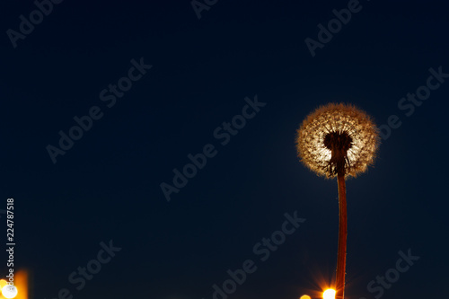 Dandelion seeds on the background of moon night. Dark blue sky glow lanterns and the moon. To the left of the dandelion there is a place for copy space