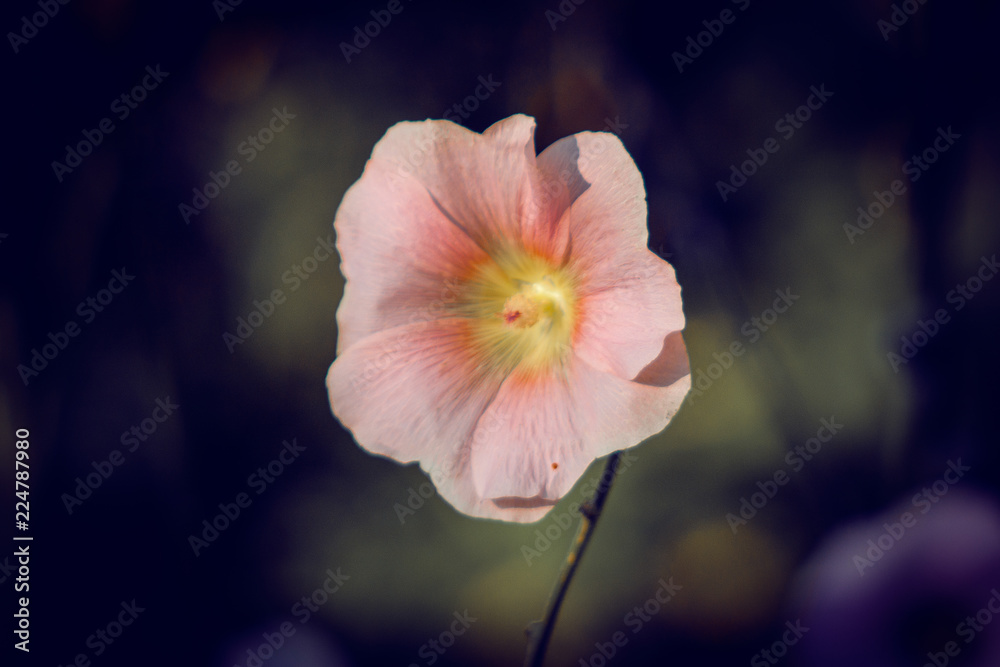Fototapeta premium pink flower in the garden