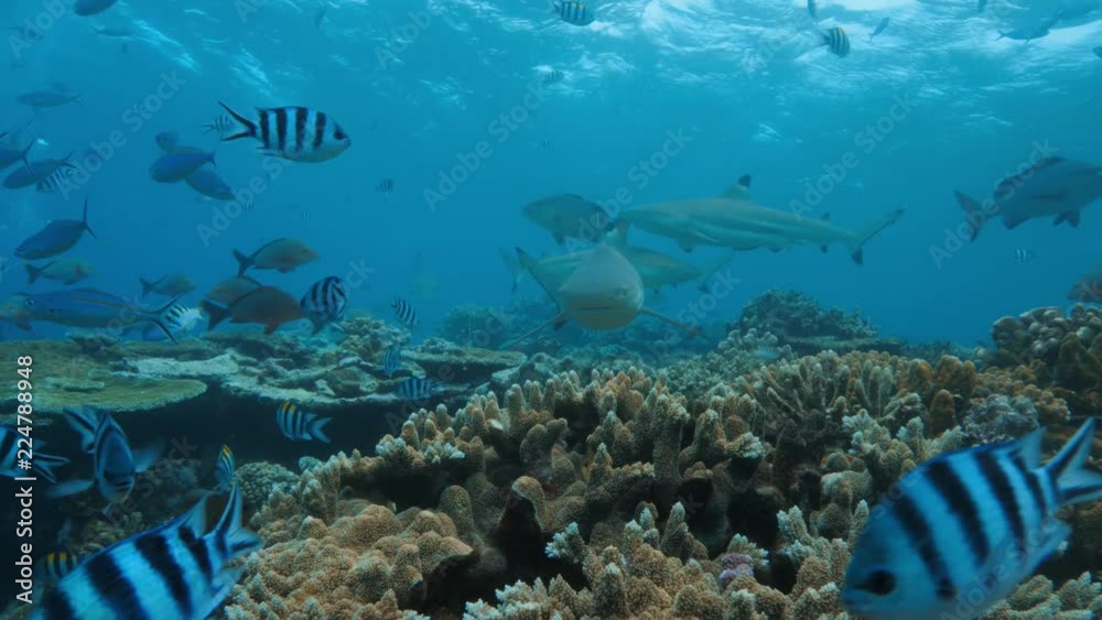 Deep ocean, wildlife scenery, shark feeding underwater, a lot of sharks swimming around, closeup shot, predator passing by, blue sea water on background, extreme diving at Fiji