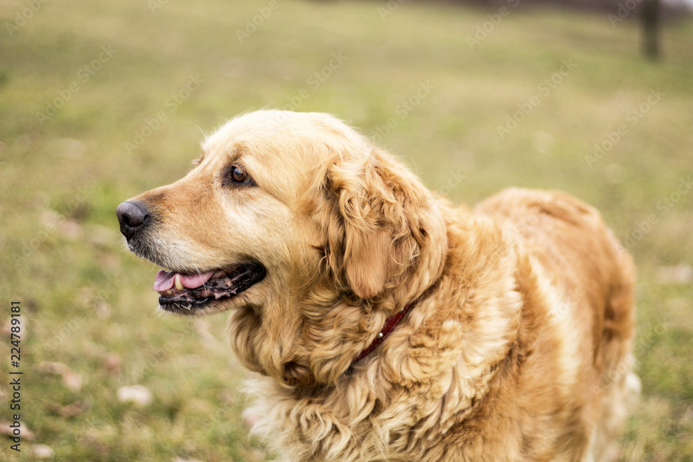 old golden retriever dog autumn portrait old golden retriever dog autumn portrait