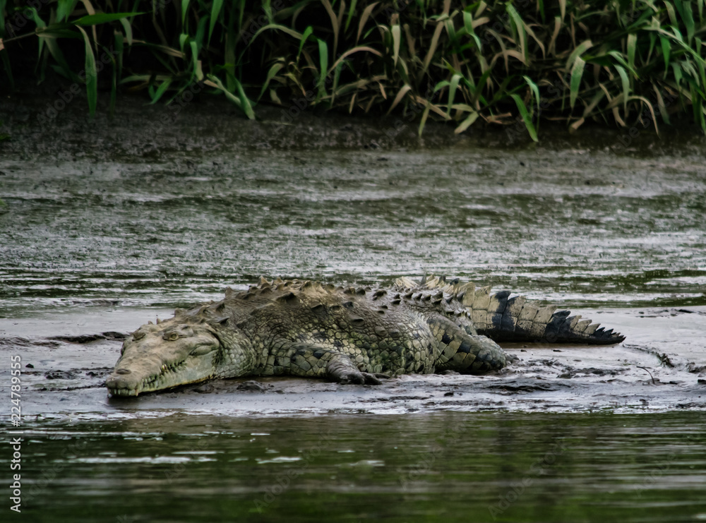 Crocodile Costa Rica River Crocodile Costa Rica River