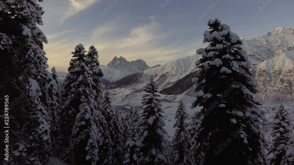 Beautiful view from drone camera shows winter landscape of snow covered trees in woods and mountains with number of high snowy peaks on background of crystal blue sky on sunny day.