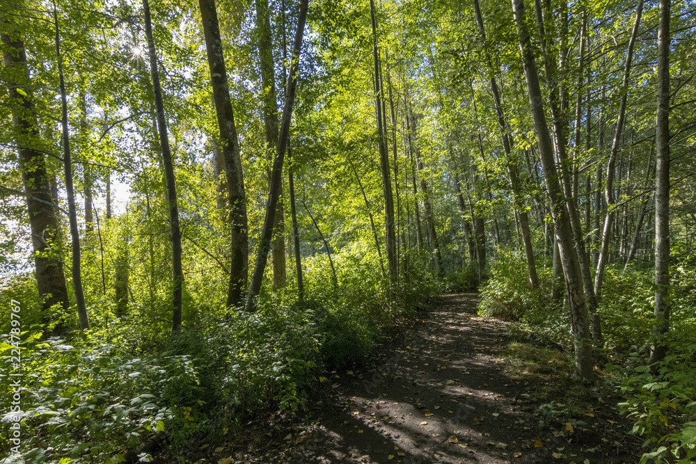 A Path Through a Beautiful Green Forest - obrazy, fototapety, plakaty 