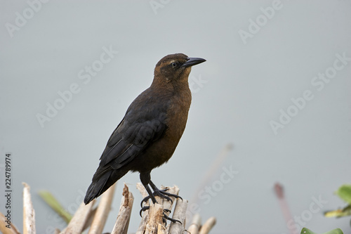 Female Great-tailed Grackle (Quiscalus mexicanus) foraging along edge of Lake Chapala, Jocotopec, Jalisco, Mexico