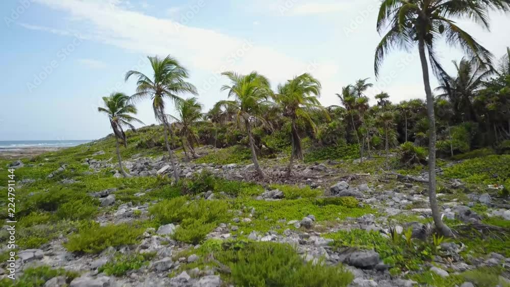 Tropical Caribbean Island Palm Trees Aerial Tropical Caribbean Island Palm Trees Aerial