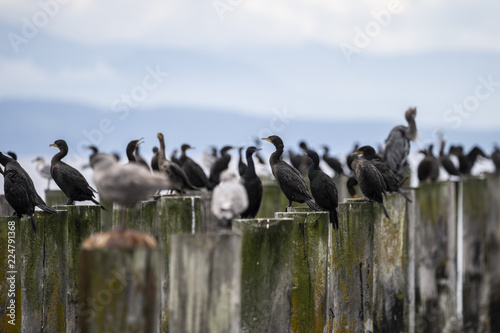 Many Birds on Wooden Posts at the Beach photo