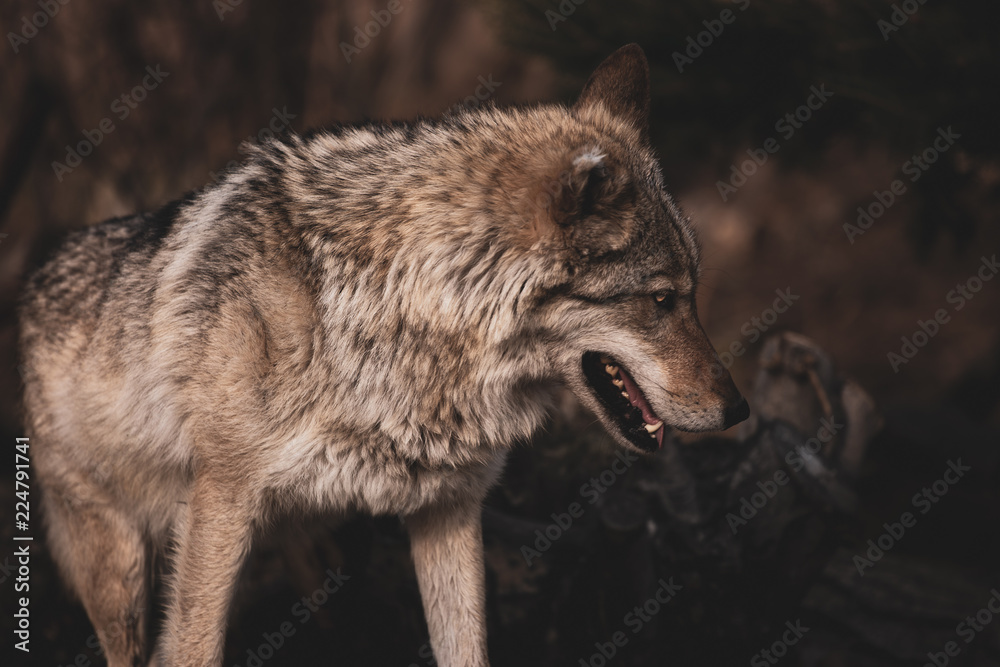 Fototapeta premium Gray Wolf Close Up. Dangerous Predator In The Wild. Toned Instagram Style.