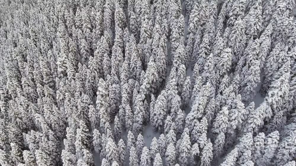 Aerial view from drone camera showing fascinating winter landscape of big snow capped pine trees in large frosted woods covering hill in cloudy evening. Aerial view from drone camera showing fascinating winter landscape of big snow capped pine trees in large frosted woods covering hill in cloudy evening.
