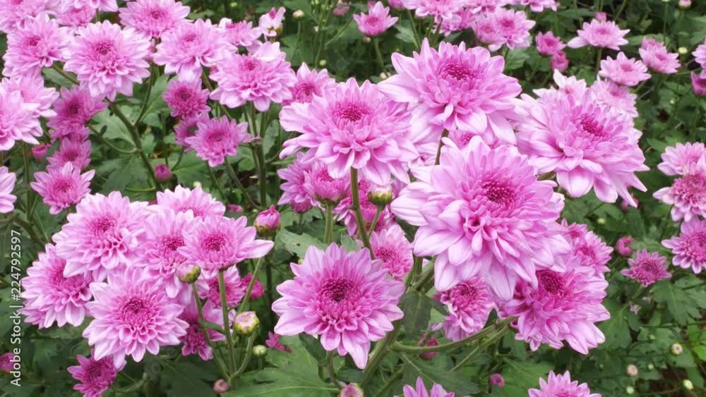 Chrysanthemums flower, , sometimes called mums or chrysanths, They are native to Asia and northeastern Europe. Most species originate from East Asia and the center of diversity is in China. Chrysanthemums flower, , sometimes called mums or chrysanths, They are native to Asia and northeastern Europe. Most species originate from East Asia and the center of diversity is in China.