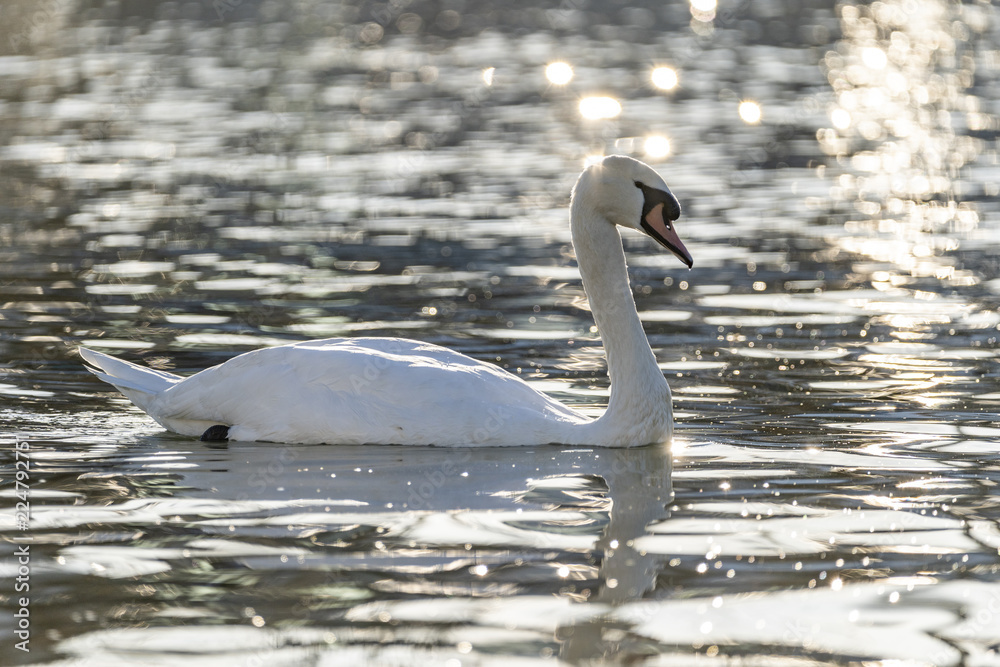 A Beautiful Majestic Swan Swimming in Water A Beautiful Majestic Swan Swimming in Water