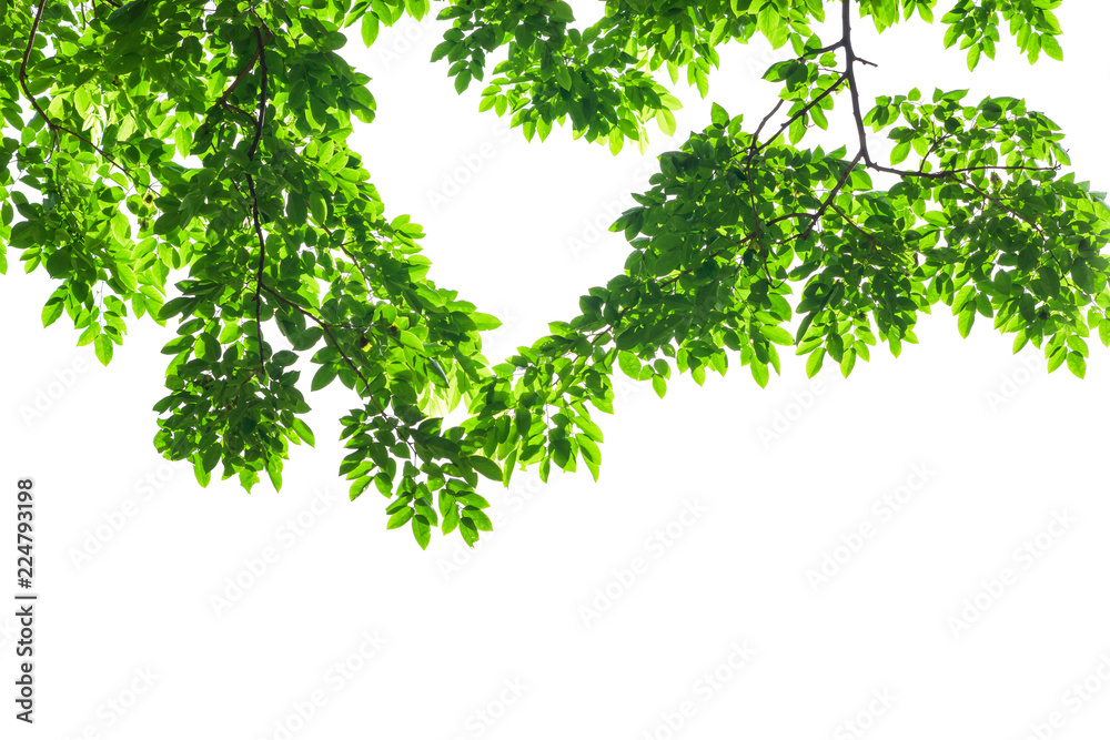 Obraz premium Green leaf isolated on white background