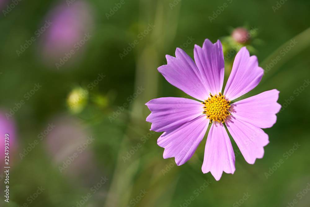 Fototapeta premium Cosmos Flower, In Korea