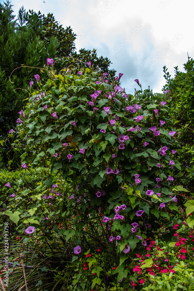 Morning Glory Garden