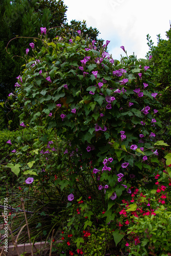 Fototapeta Naklejka Na Ścianę i Meble -  Morning Glory Vine invades the Garden
